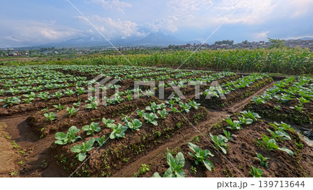 Beautiful cauliflower plantation field with rows of fresh green crops under blue sky. 139713644