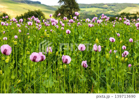 Close up of a pink poppy flower growing in a meadow filled with softly blurred poppies and green stems. Selective focus 139713690