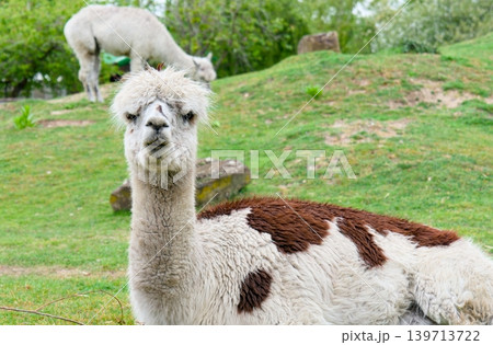 White and brown alpacas in an outdoor animal park habitat 139713722