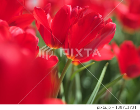 晴れた4月に鮮やかに咲いたチューリップの花 晴れた4月に鮮やかに咲いたチューリップの花 139713731
