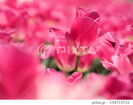 晴れた4月に鮮やかに咲いたチューリップの花 139713732