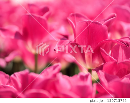 晴れた4月に鮮やかに咲いたチューリップの花 晴れた4月に鮮やかに咲いたチューリップの花 139713733
