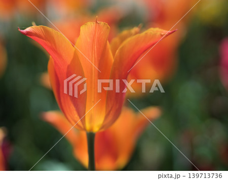 晴れた4月に鮮やかに咲いたチューリップの花 晴れた4月に鮮やかに咲いたチューリップの花 139713736
