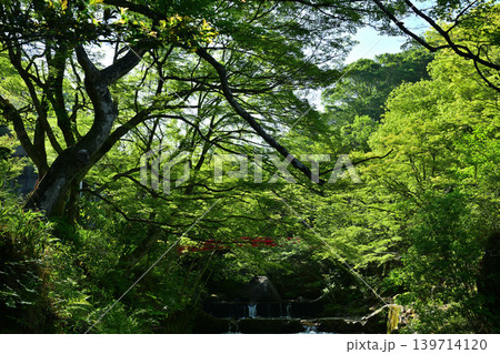 新緑の季節の緑色の葉を付けたモミジを撮影した写真 新緑の季節の緑色の葉を付けたモミジを撮影した写真 139714120