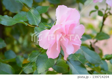 ピンク色の薔薇(神戸布引ハーブ園/兵庫県神戸市中央区) ピンク色の薔薇(神戸布引ハーブ園/兵庫県神戸市中央区) 139714204
