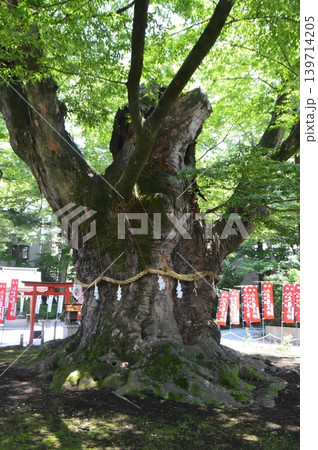 駒つなぎのケヤキ(秩父今宮神社/埼玉県秩父市中町16-10) 駒つなぎのケヤキ(秩父今宮神社/埼玉県秩父市中町16-10) 139714205