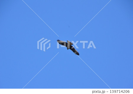 大空を舞い飛ぶ鳶（佐田岬半島／愛媛県伊方町） 139714206