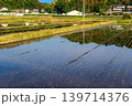 田植えの後の水田に映り込んだ田舎の風景 139714376