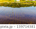 田植えの後の水田に映り込んだ田舎の風景 139714381