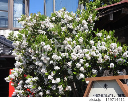 晩春に梅のような花を咲かせる花木「シャリンバイ」 晩春に梅のような花を咲かせる花木「シャリンバイ」 139714411