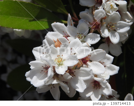 晩春に梅のような花を咲かせる花木「シャリンバイ」 晩春に梅のような花を咲かせる花木「シャリンバイ」 139714413