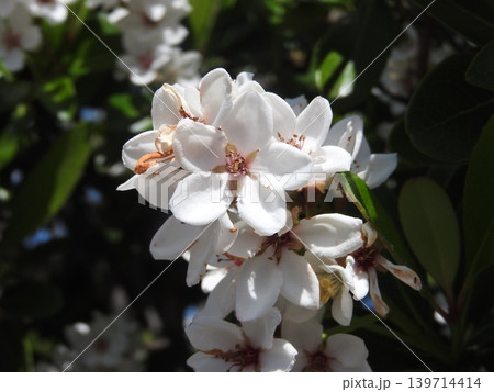晩春に梅のような花を咲かせる花木「シャリンバイ」 139714414