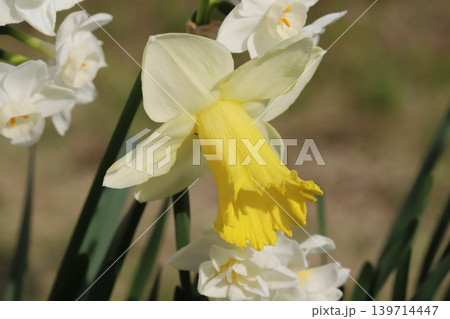 春の庭に咲く白い花びらに黄色い副花冠を持つラッパズイセンの花 139714447