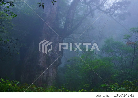 屋久島最大級のスギの木「縄文杉」の登場 139714543