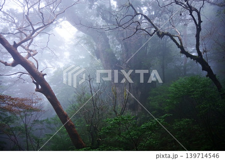 霧に包まれた巨大な屋久杉の風景写真 霧に包まれた巨大な屋久杉の風景写真 139714546
