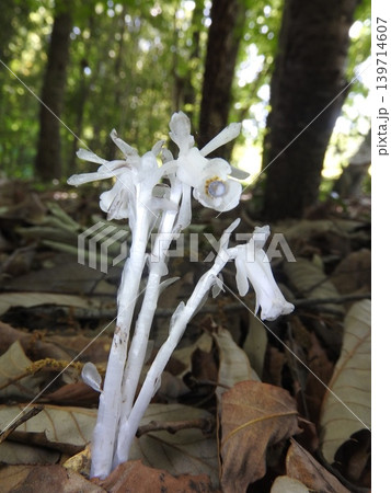 光合成をしない白い腐生植物「ギンリョウソウ」 139714607
