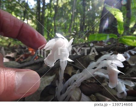 光合成をしない白い腐生植物「ギンリョウソウ」 光合成をしない白い腐生植物「ギンリョウソウ」 139714608