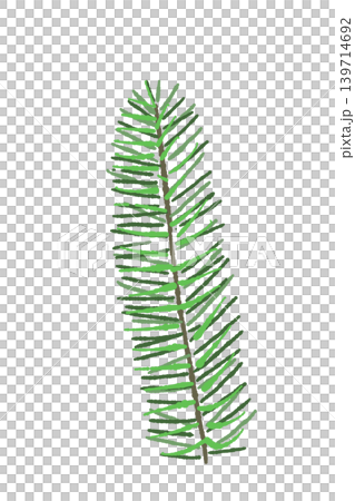 單杉樹枝插圖，植物裝飾材料，透明背景。 139714692