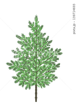 もみの木単体イラスト クリスマスツリー素材 背景透過 2 139714693