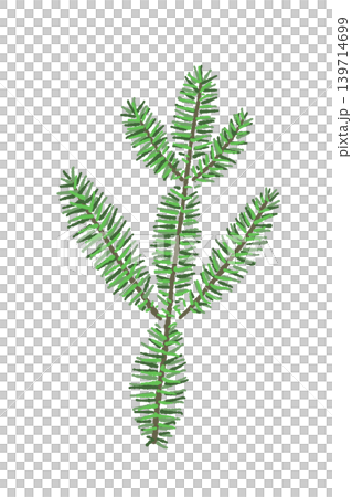 杉樹枝葉插圖(單幅),植物裝飾素材,透明背景,3 杉樹枝葉插圖(單幅),植物裝飾素材,透明背景,3 139714699