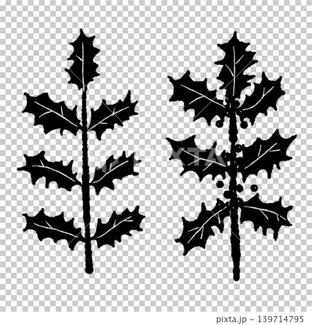 Holly branch and leaf monochrome line border illustration set with transparent background. Holly branch and leaf monochrome line border illustration set with transparent background. 139714795