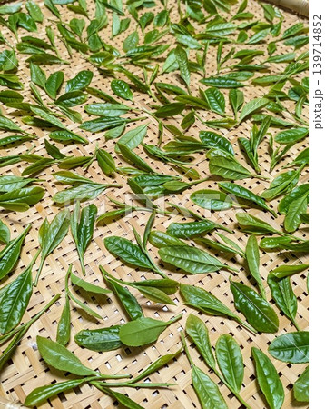 庭で収穫した新茶の生葉 庭で収穫した新茶の生葉 139714852