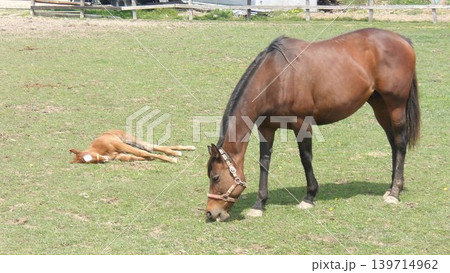 食欲盛んな親馬と安心して休む子馬 139714962