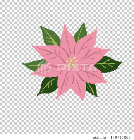 ポインセチア 単体イラスト ピンクの花 ボタニカル素材 クリスマス背景透過 ポインセチア 単体イラスト ピンクの花 ボタニカル素材 クリスマス背景透過 139715063