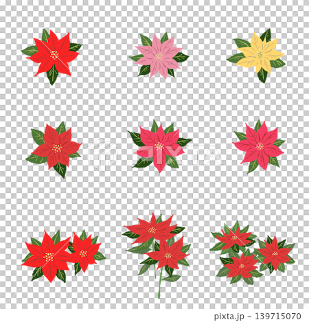 Poinsettia Mixed Color Flower Assortment Set, Botanical Decorative Parts, Transparent Background Poinsettia Mixed Color Flower Assortment Set, Botanical Decorative Parts, Transparent Background 139715070