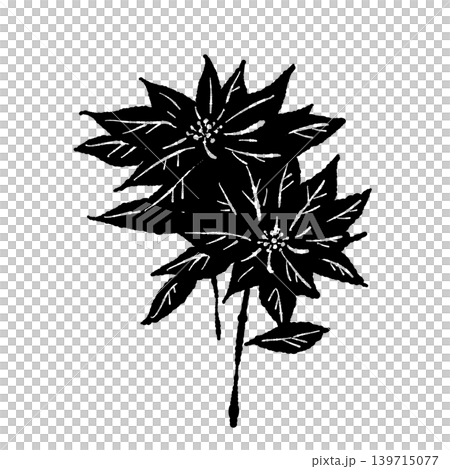 Poinsettia single monochrome illustration, botanical material, Christmas background transparent 3 Poinsettia single monochrome illustration, botanical material, Christmas background transparent 3 139715077