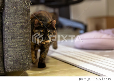 サビ猫 サビ猫 139715649