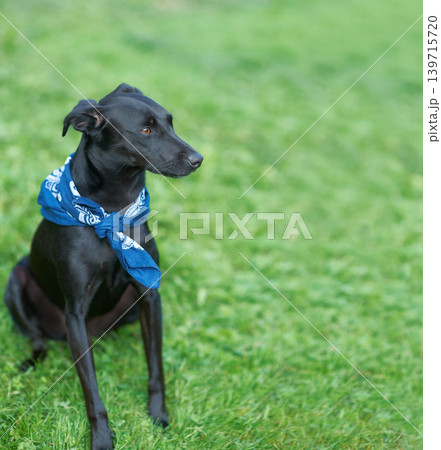 Dog, park and sitting on grass field for training exercise, pet care at outdoor kennel shelter. Animal, calm and environment on lawn for trust workout for obedience, puppy practice or playful game Dog, park and sitting on grass field for training exercise, pet care at outdoor kennel shelter. Animal, calm and environment on lawn for trust workout for obedience, puppy practice or playful game 139715720
