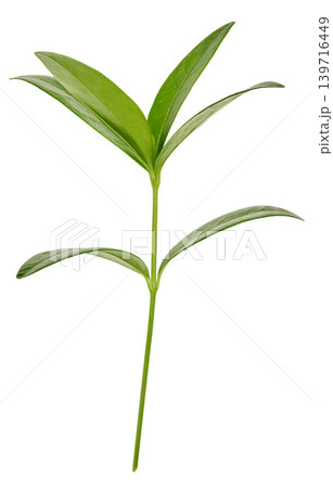 Periwinkle branch with green leaves on isolated background 139716449