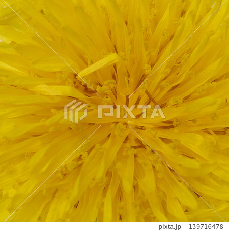 A vibrant macro shot of the center of a yellow dandelion flower A vibrant macro shot of the center of a yellow dandelion flower 139716478