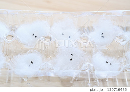 エッグパックを活用したネギの種の発芽栽培 エッグパックを活用したネギの種の発芽栽培 139716486