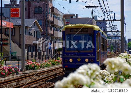 都電沿線のカラフルなバラの花と路面電車 都電沿線のカラフルなバラの花と路面電車 139716520
