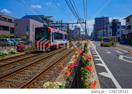 都電沿線のカラフルなバラの花と路面電車 都電沿線のカラフルなバラの花と路面電車 139716521