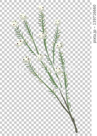 棉花花,野生枝條,斜向,單幅插圖,裝飾元素,透明背景。 棉花花,野生枝條,斜向,單幅插圖,裝飾元素,透明背景。 139716660