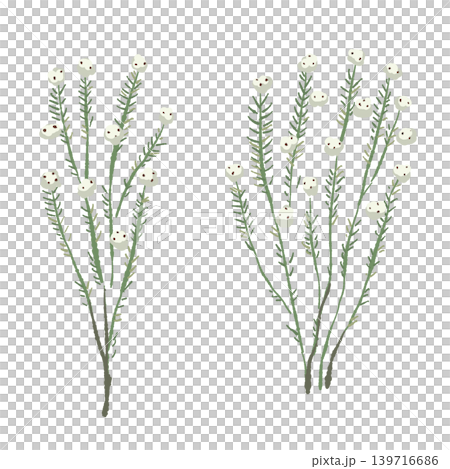 棉花野生枝條插圖套裝,植物裝飾素材,透明背景。 棉花野生枝條插圖套裝,植物裝飾素材,透明背景。 139716686