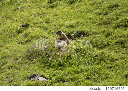 Alpine marmot (Marmota marmota) in high mountains, Karwendel Mountains in Austria Alpine marmot (Marmota marmota) in high mountains, Karwendel Mountains in Austria 139716805