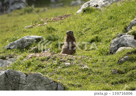 Alpine marmot (Marmota marmota) in high mountains, Karwendel Mountains in Austria Alpine marmot (Marmota marmota) in high mountains, Karwendel Mountains in Austria 139716806