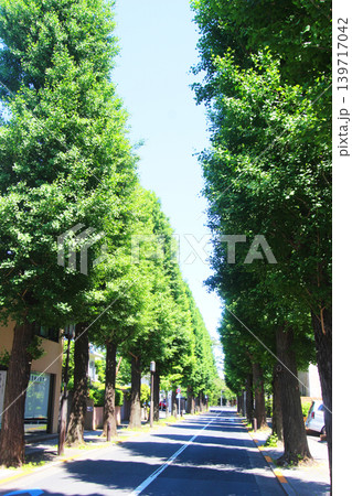成城学園の並木 成城学園の並木 139717042