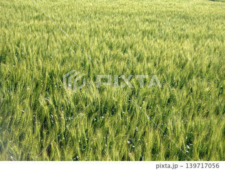 初夏の風に揺れる青麦畑の爽やかな田園風景 初夏の風に揺れる青麦畑の爽やかな田園風景 139717056