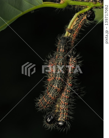 大量のマイマイガ（害虫）Large number of gypsy moths 139717062