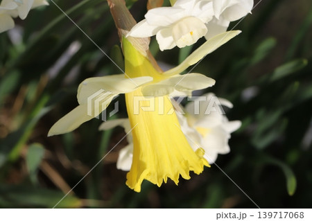 春の庭に咲く白い花びらに黄色い副花冠を持つラッパズイセンの花 春の庭に咲く白い花びらに黄色い副花冠を持つラッパズイセンの花 139717068