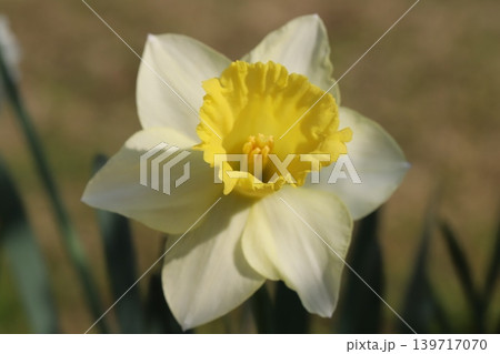 春の庭に咲く白い花びらに黄色い副花冠を持つラッパズイセンの花 春の庭に咲く白い花びらに黄色い副花冠を持つラッパズイセンの花 139717070