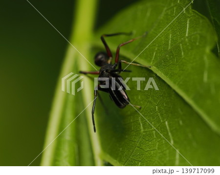 葉のアリグモAnt-mimicking spider on a leaf 葉のアリグモAnt-mimicking spider on a leaf 139717099