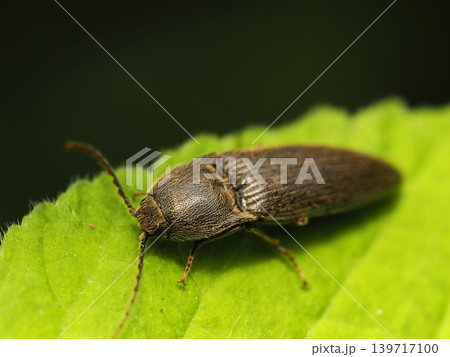 コメツキClick beetle close-up コメツキClick beetle close-up 139717100