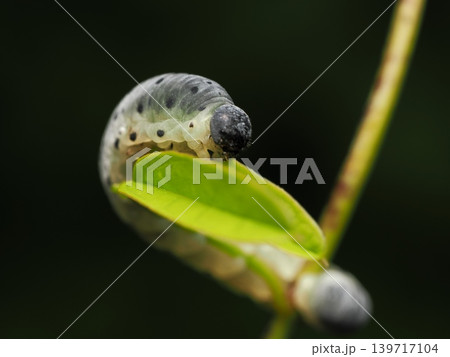 ハバチの幼虫Sawfly larva on a leaf ハバチの幼虫Sawfly larva on a leaf 139717104