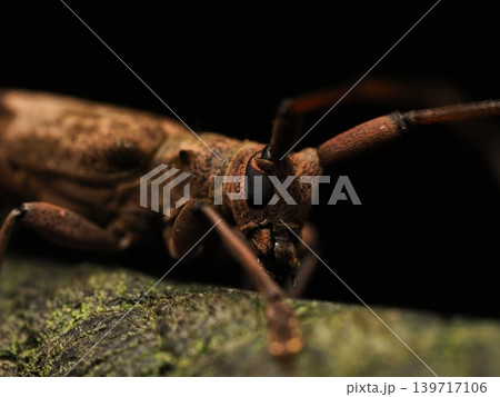 カキリムシのアップMacro close-up of a longhorn beetle カキリムシのアップMacro close-up of a longhorn beetle 139717106